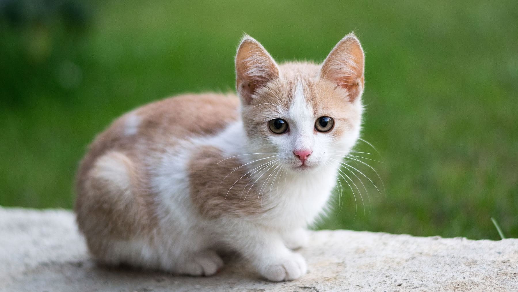 Desparasitacion Felina